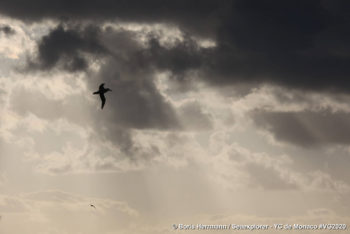 UNTERWEGS IN DEN ROARING FORTIES